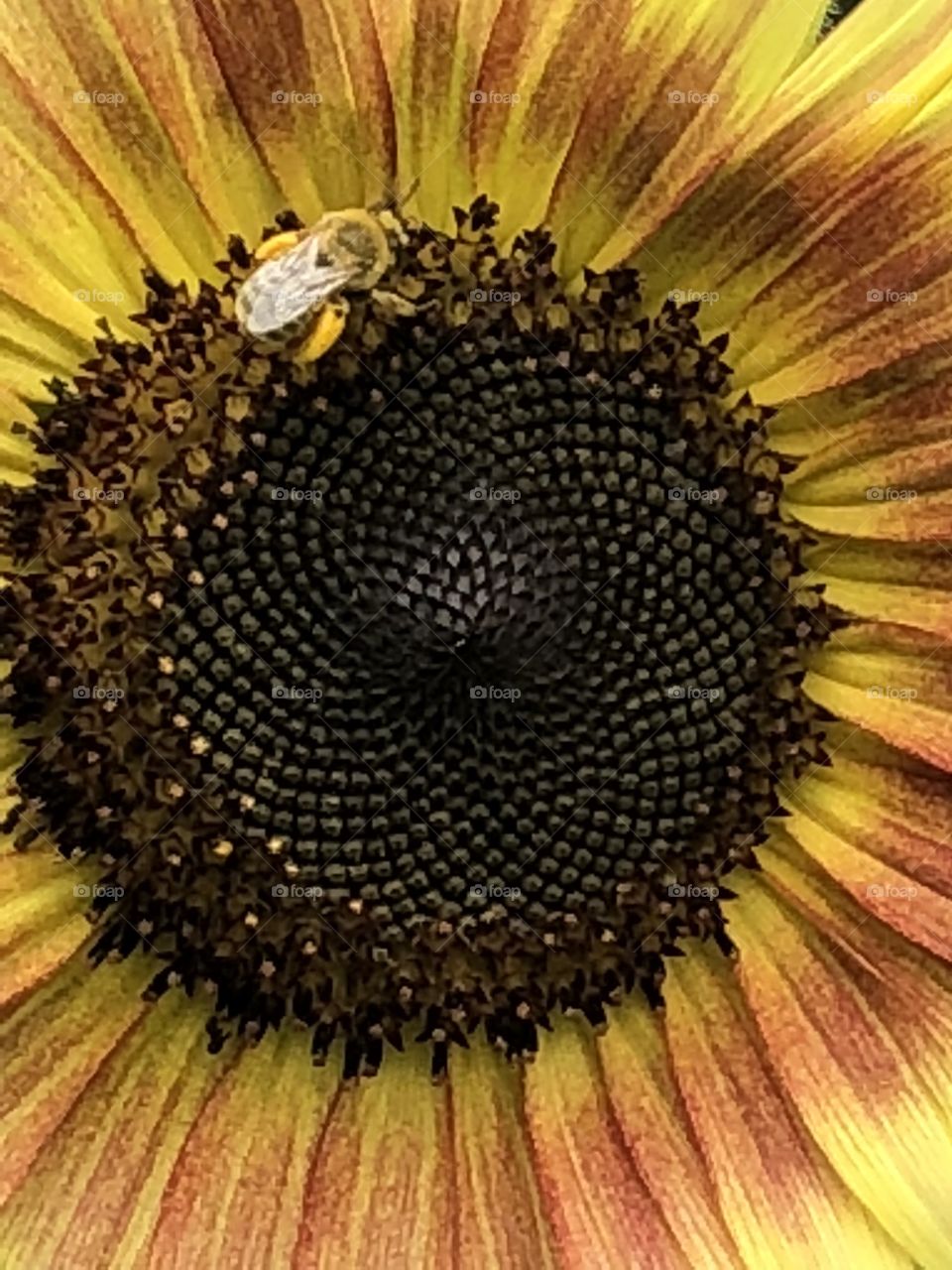 Pollen collecting bee, on big sunflower!