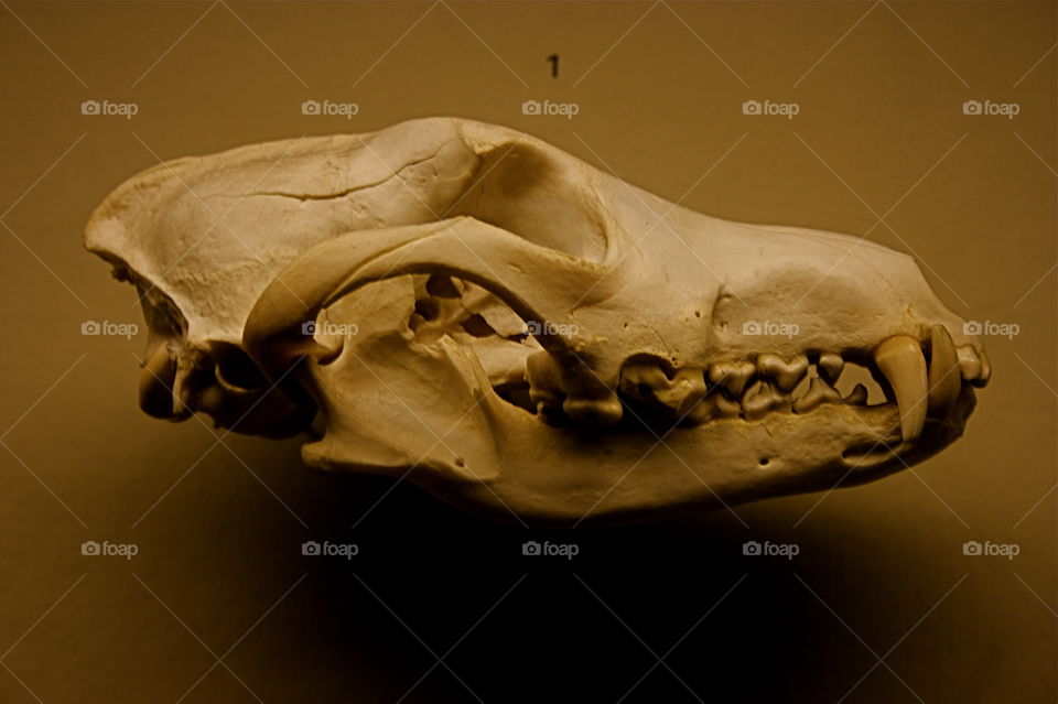 Animal Skull - American Museum of Natural History 
