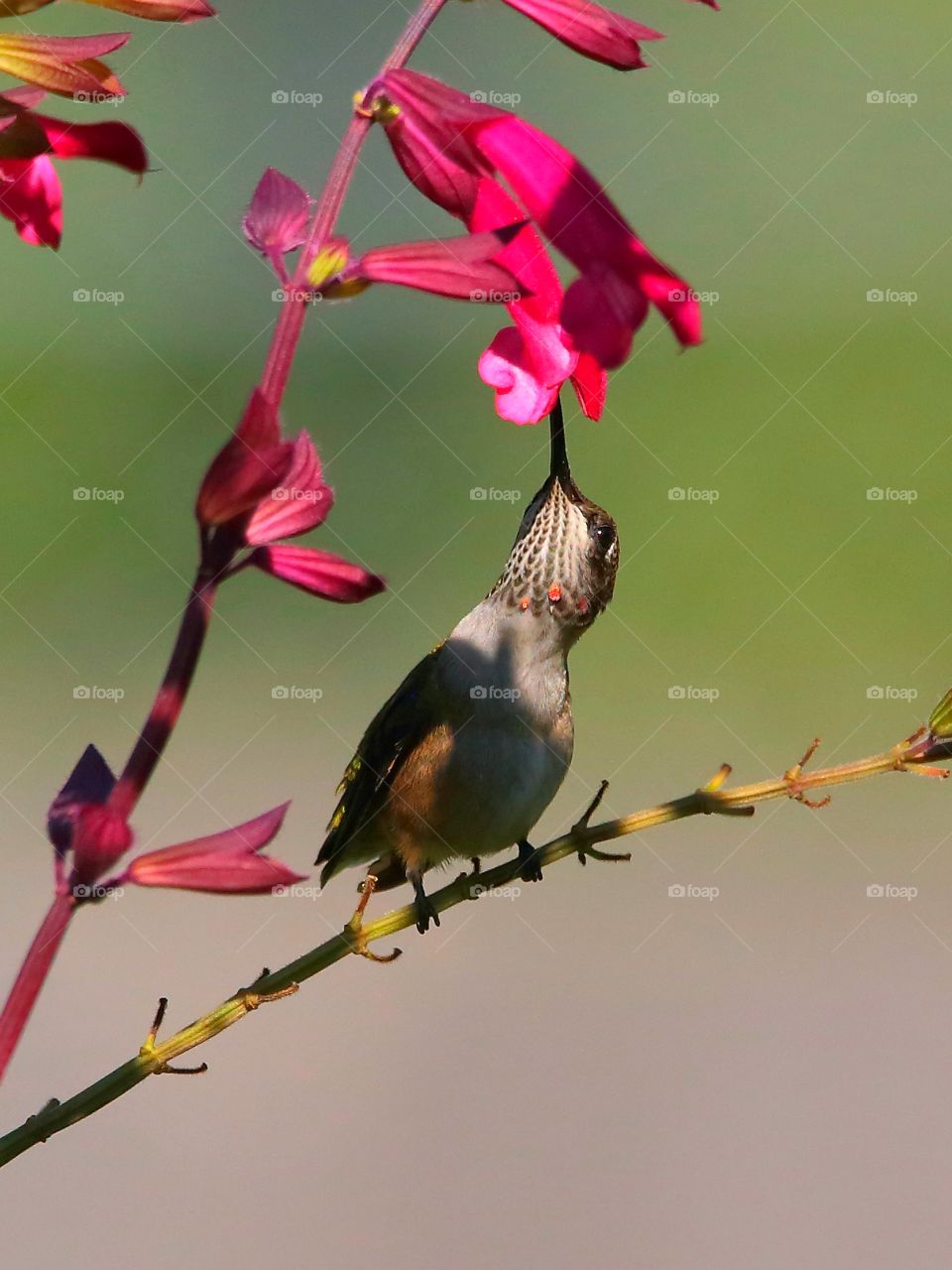 ruby-throated hummingbird