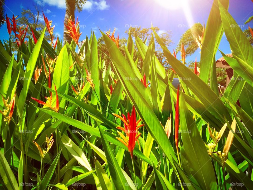 View of a flowers field