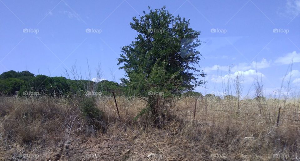 small tree in a field