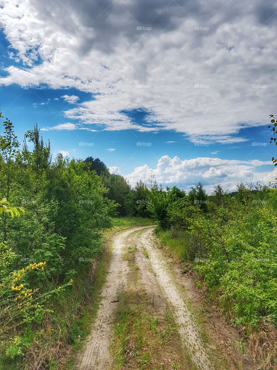 road in the forest
