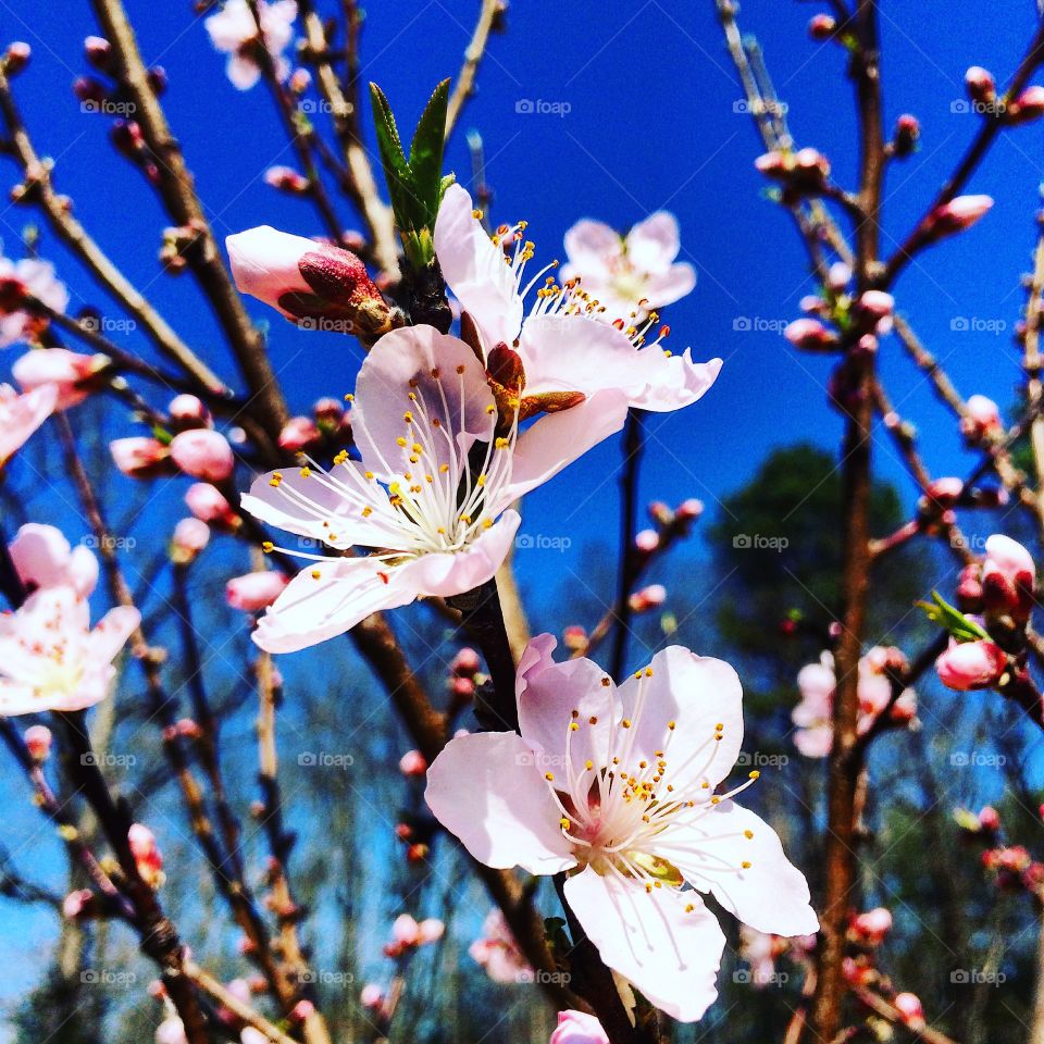 Blooming flowers on tree