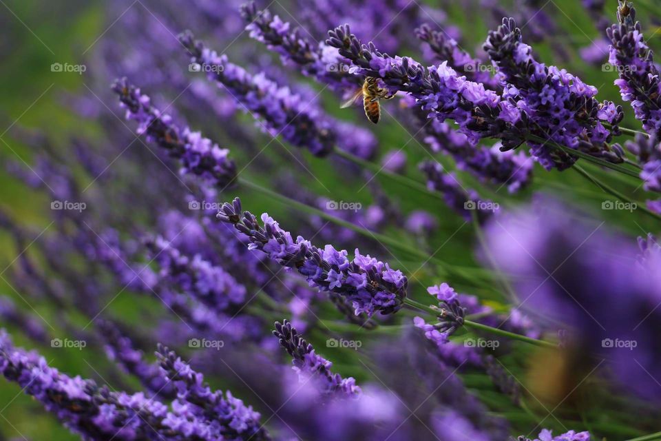 Bee in the lavender farm