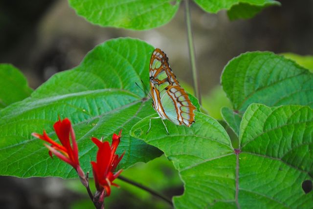 Butterfly 