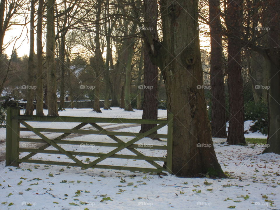 Tree, Wood, Landscape, Park, No Person