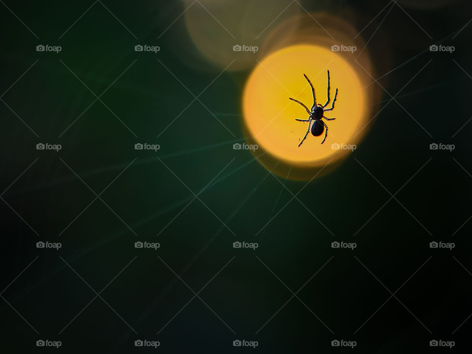 Tiny spidey with sunset background