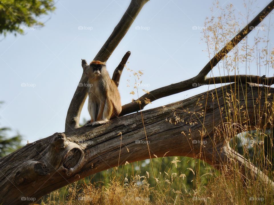 Patas Monkey