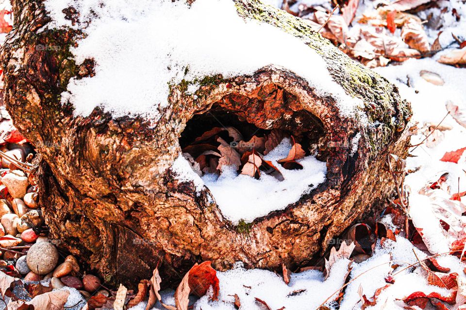 snowy hole in a tree