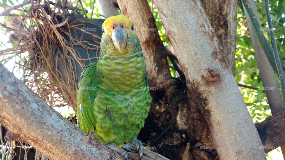 Ave de estimação. Olha que papel de parede super natural.