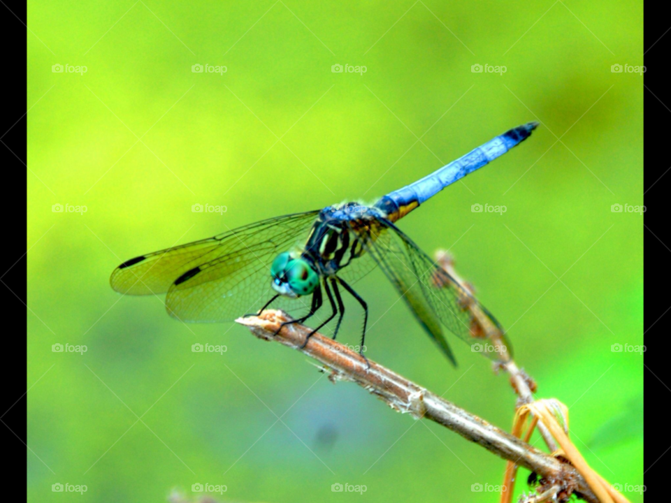 nature insect bug dragonfly by lightanddrawing