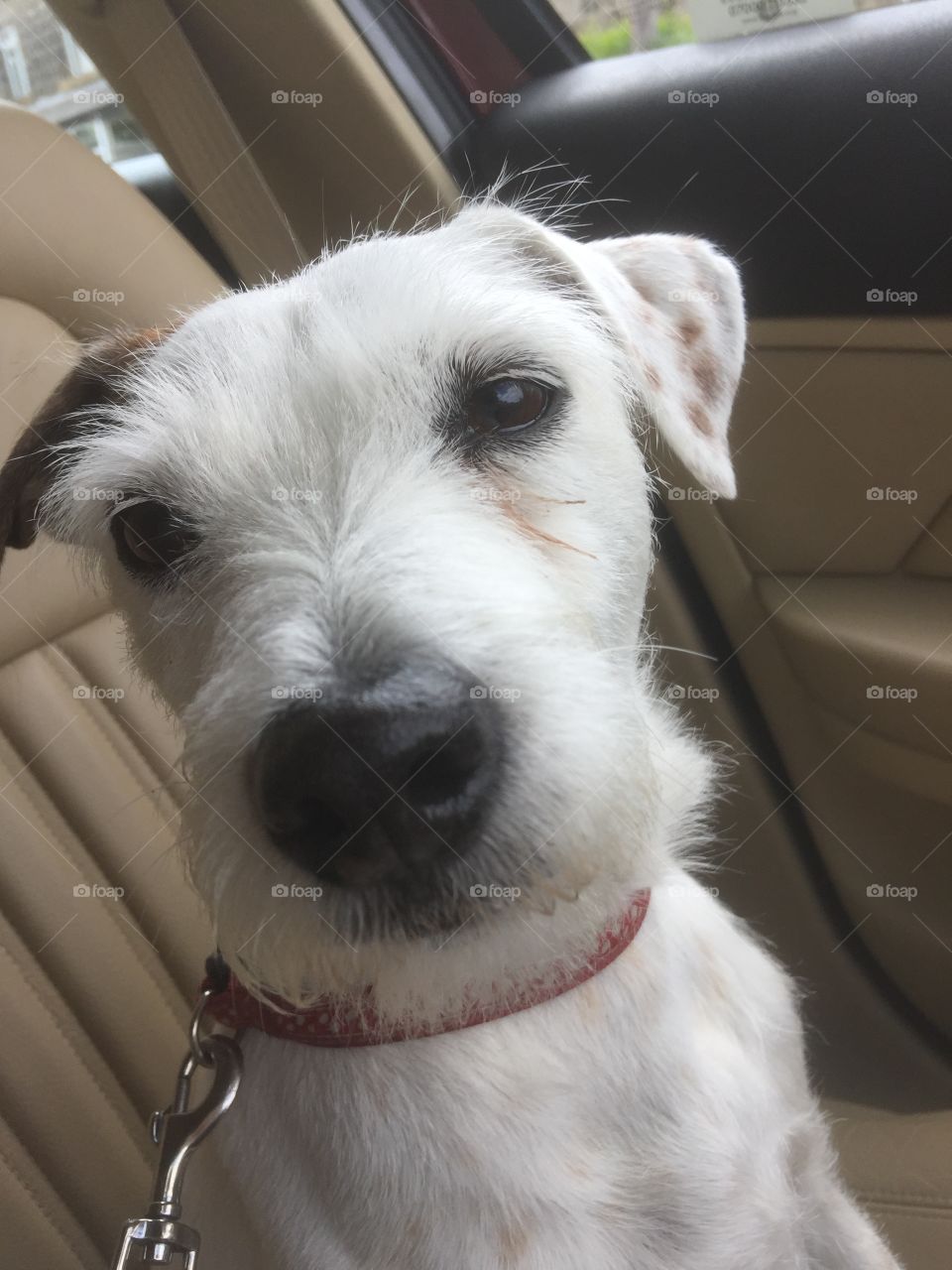 Parson Jack Russell on the passenger seat.