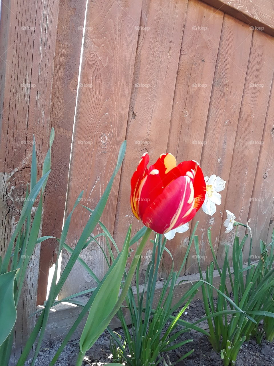 tulip, unkempt, uncouth, beatiful, blossom