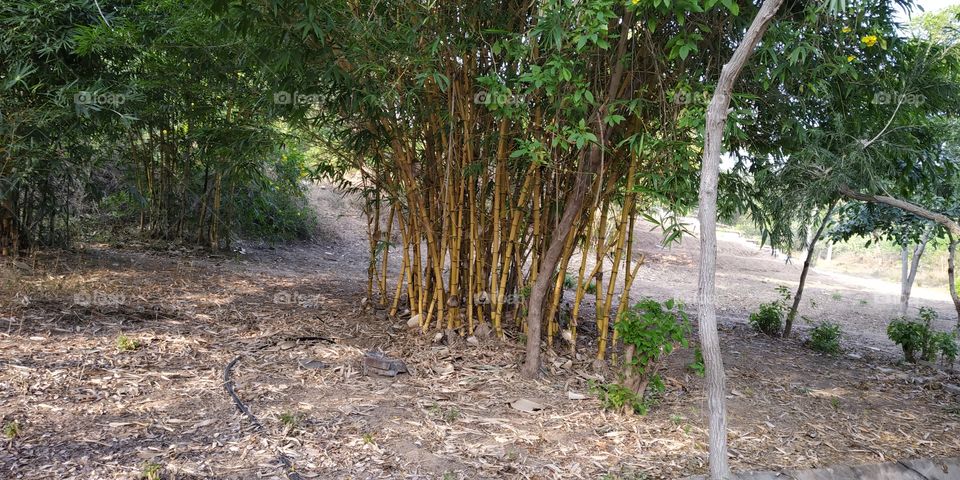 bamboo 🌳