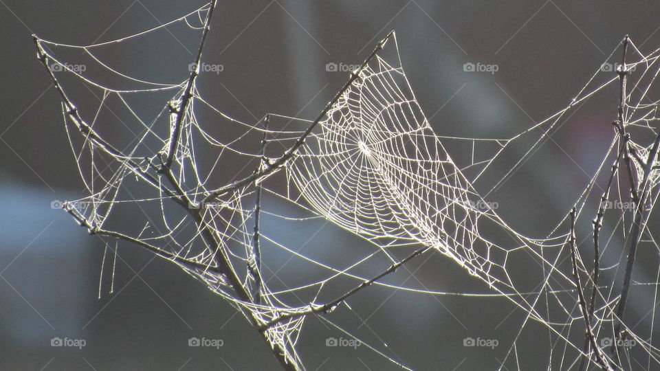 Spider, Trap, Spiderweb, Cobweb, Web