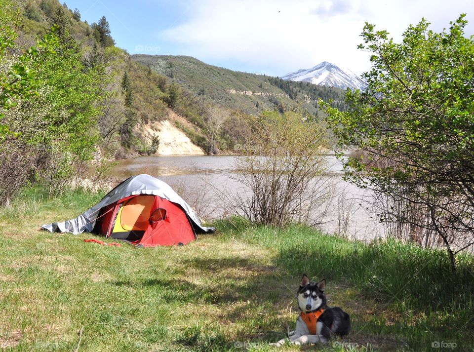 A Siberian Husky rests next to a red tent at the edge of a lake with a mountain in the background.