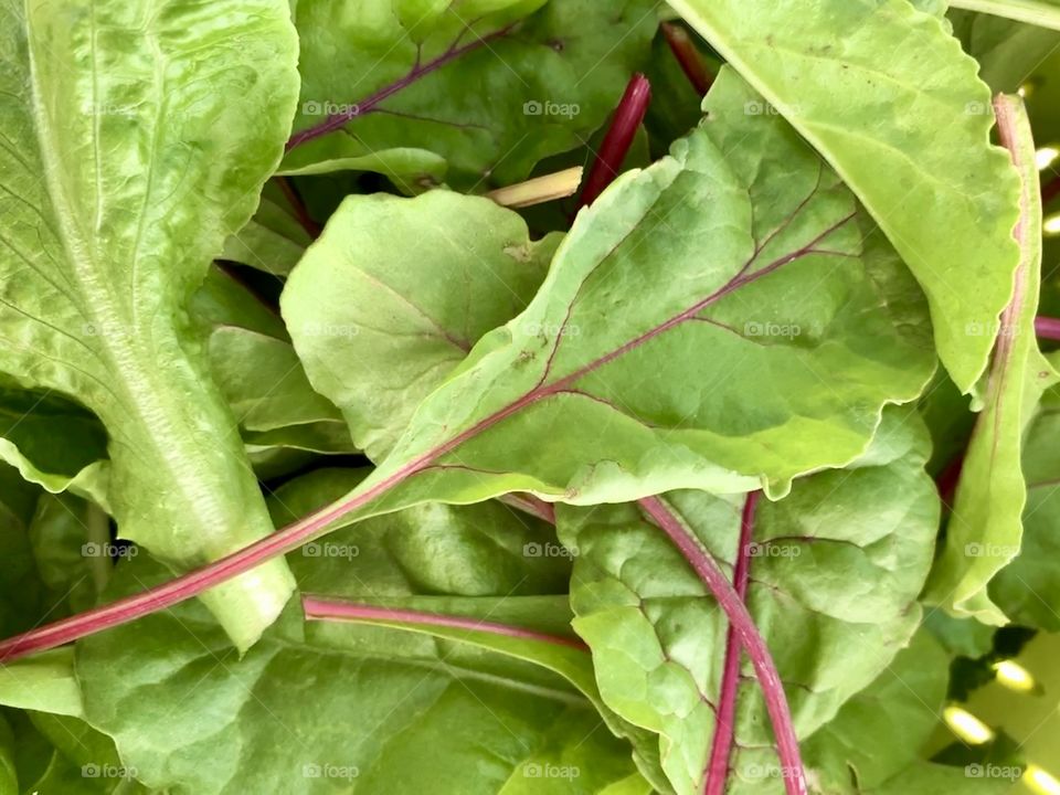 Overhead view of garden-fresh mixed baby greens