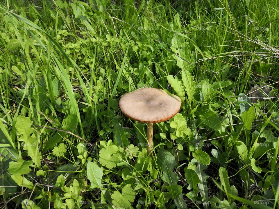 Mushroom & Grass, Nature, Castelo de Vide, Portugal