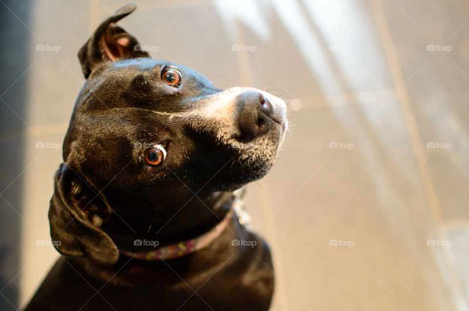 Beautiful black and white dog looking up with puppy dog eyes and floppy ears isolated high angle view with room for copy pet photography of Boxador breed dog