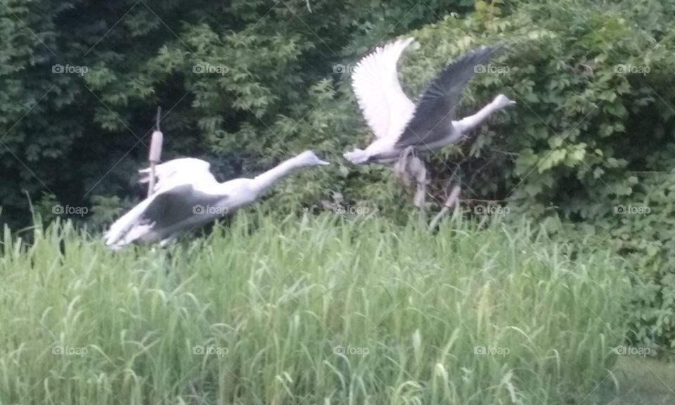geese  sculpture at Veteran's Park