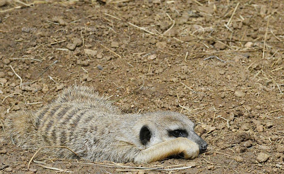 sleepy meerkat