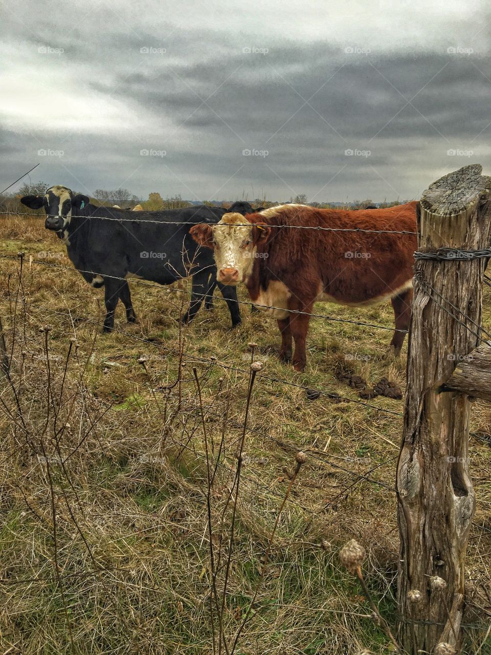 Beef it's what's for dinner 