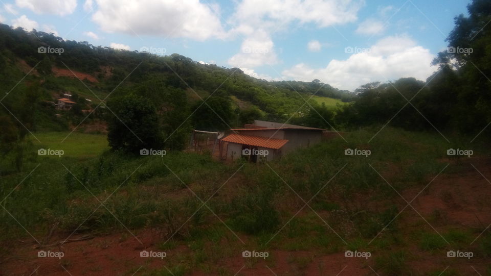 Landscape, Tree, No Person, Wood, Farm