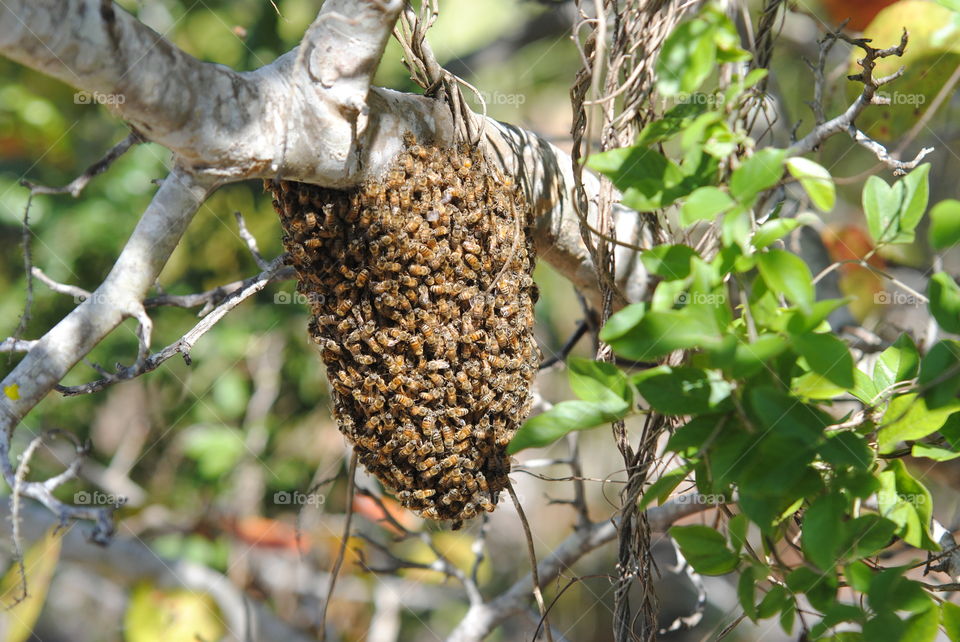 Bee Swarm