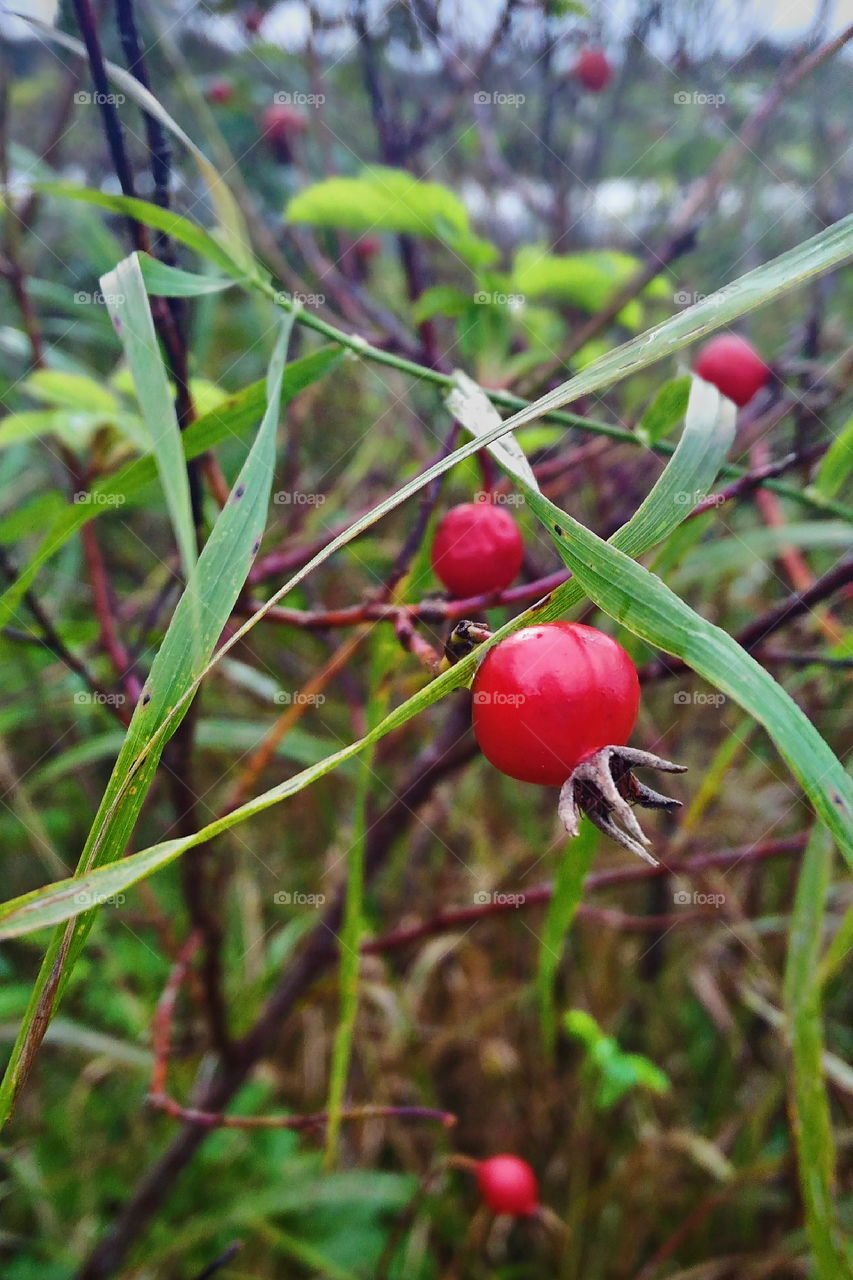rose hips