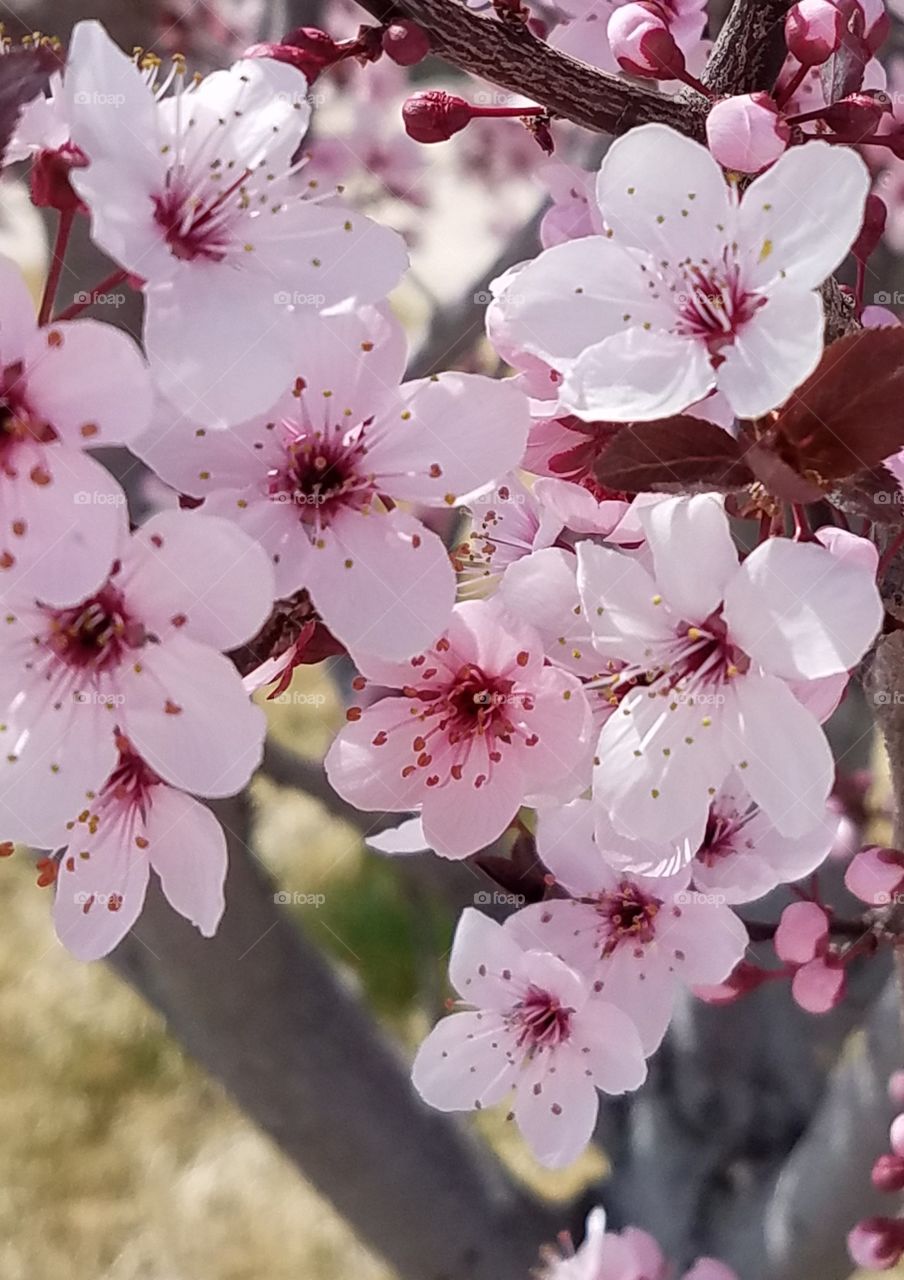 Flowering pink blossoms on a spring afternoon