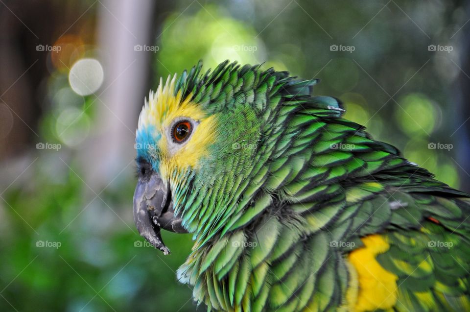 green parrot in Rimini