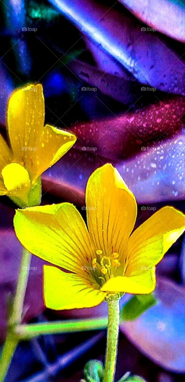 relaxing with color play😊yellow flowers washed in water color effect