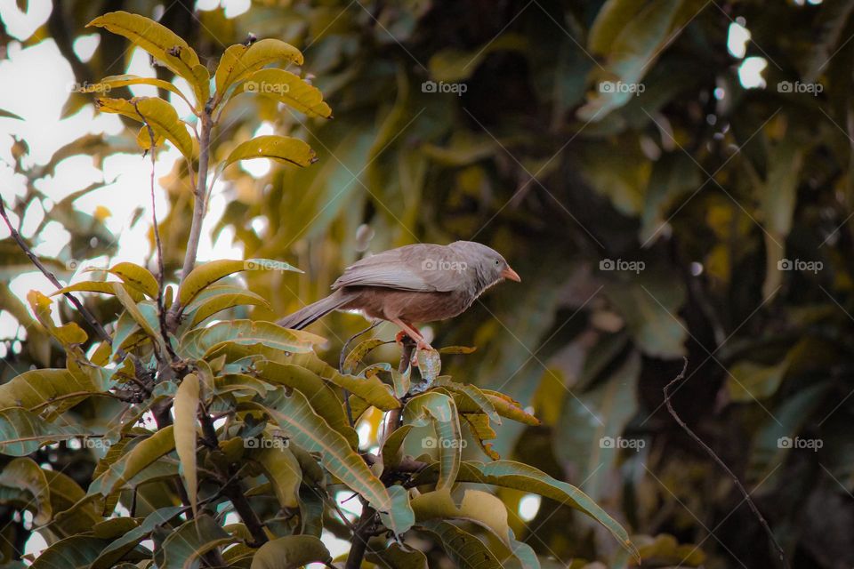 A bird that can only sees in Sri Lanka