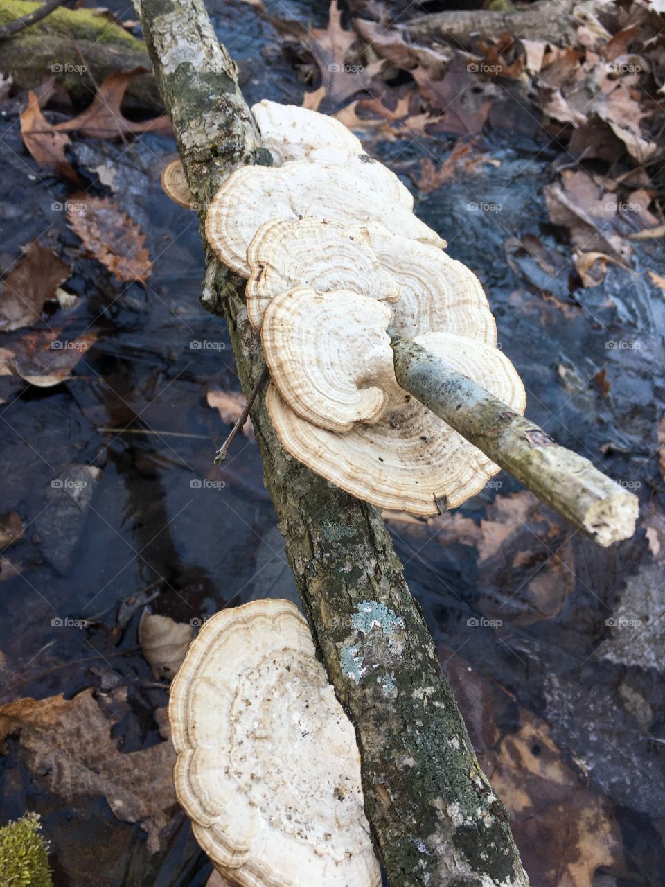 Winter fungi