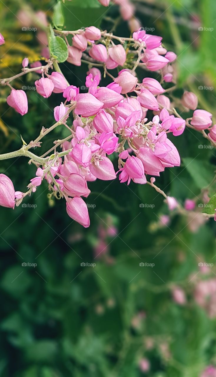 pink flower