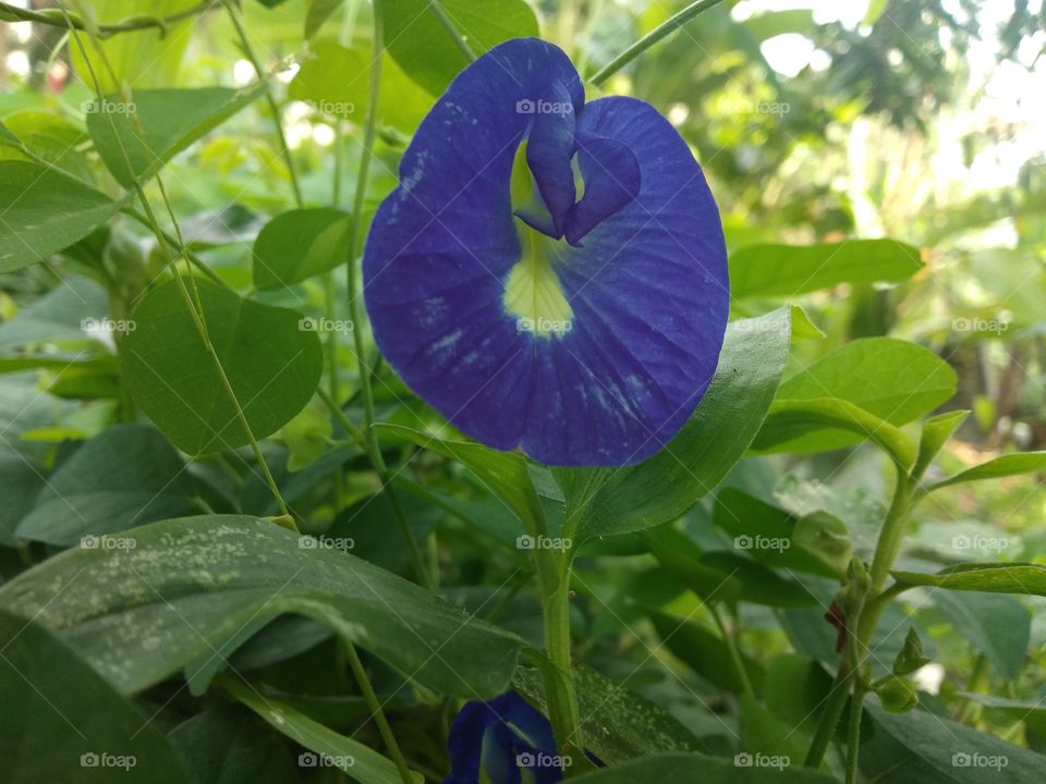 clitoria ternatea ( bunga telang ) for food natural coloring blue..