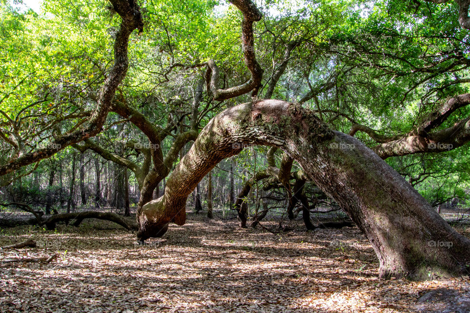 Indian Lake state forest