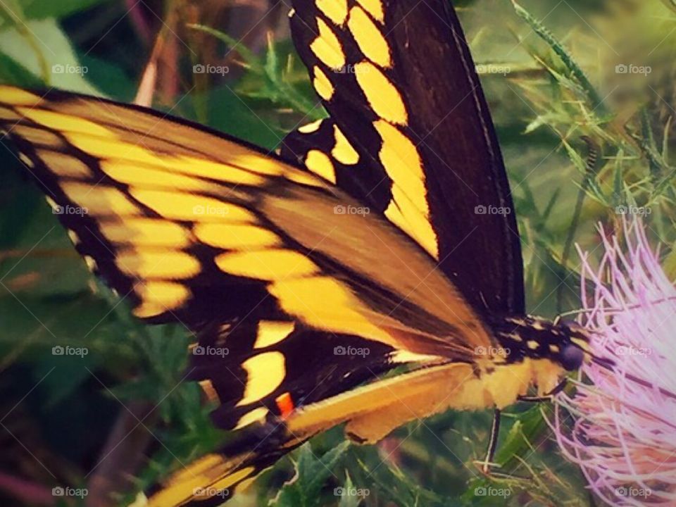 Beautiful yellow butterfly getting some food