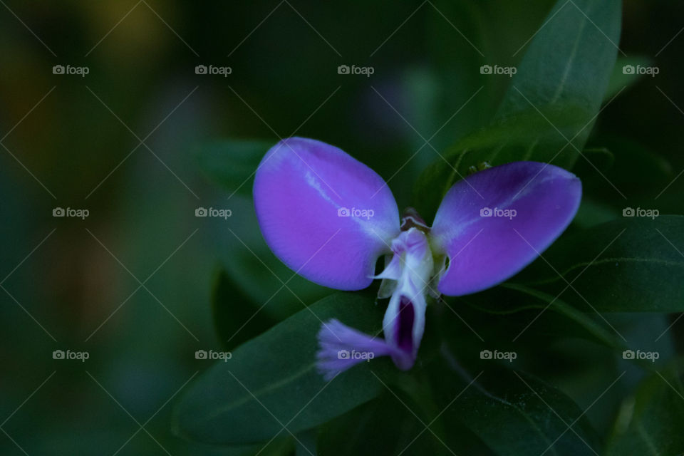 Macro shoot, small flower, purple