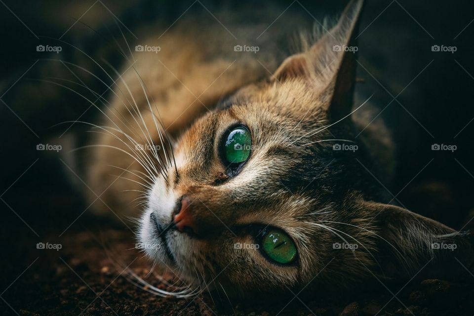 Beautiful Looking Cat