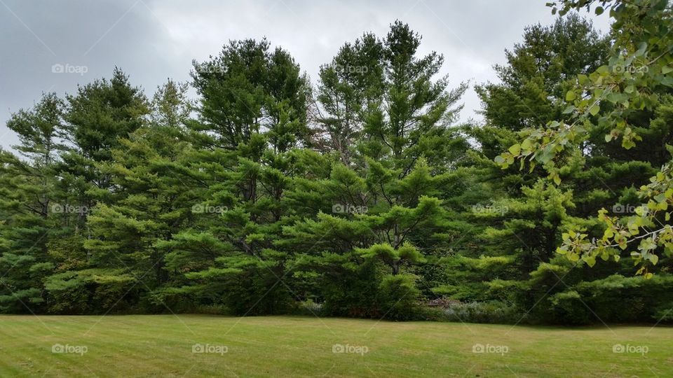 Evergreen Trees