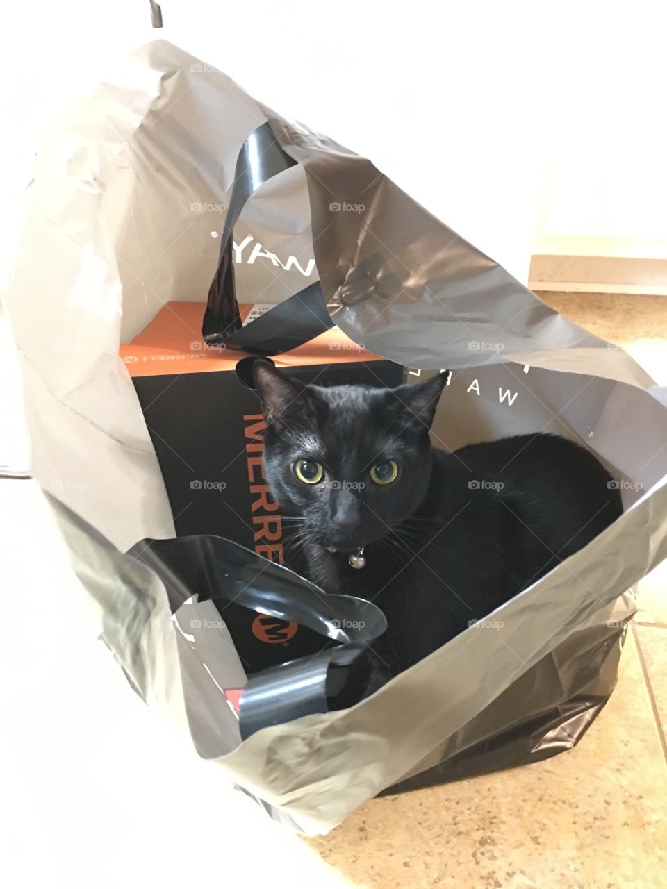 Cat in a bag
