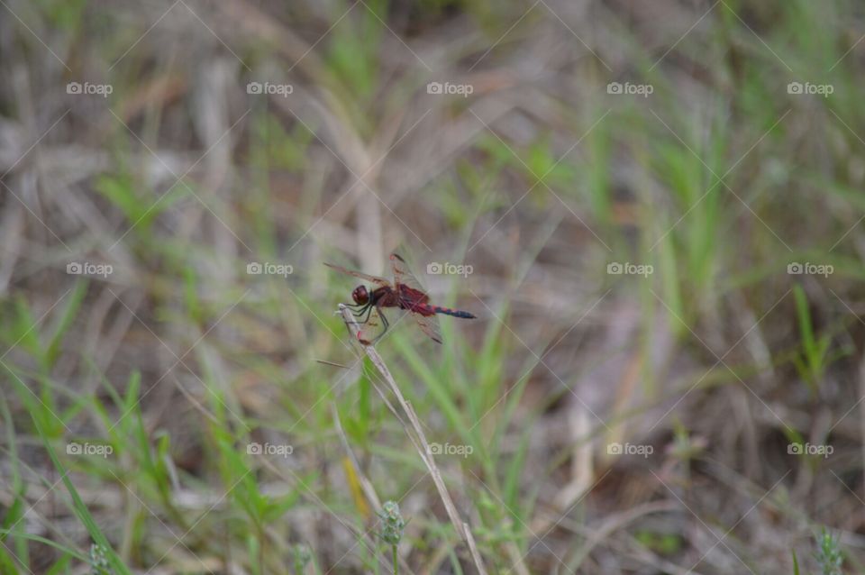 dragonfly