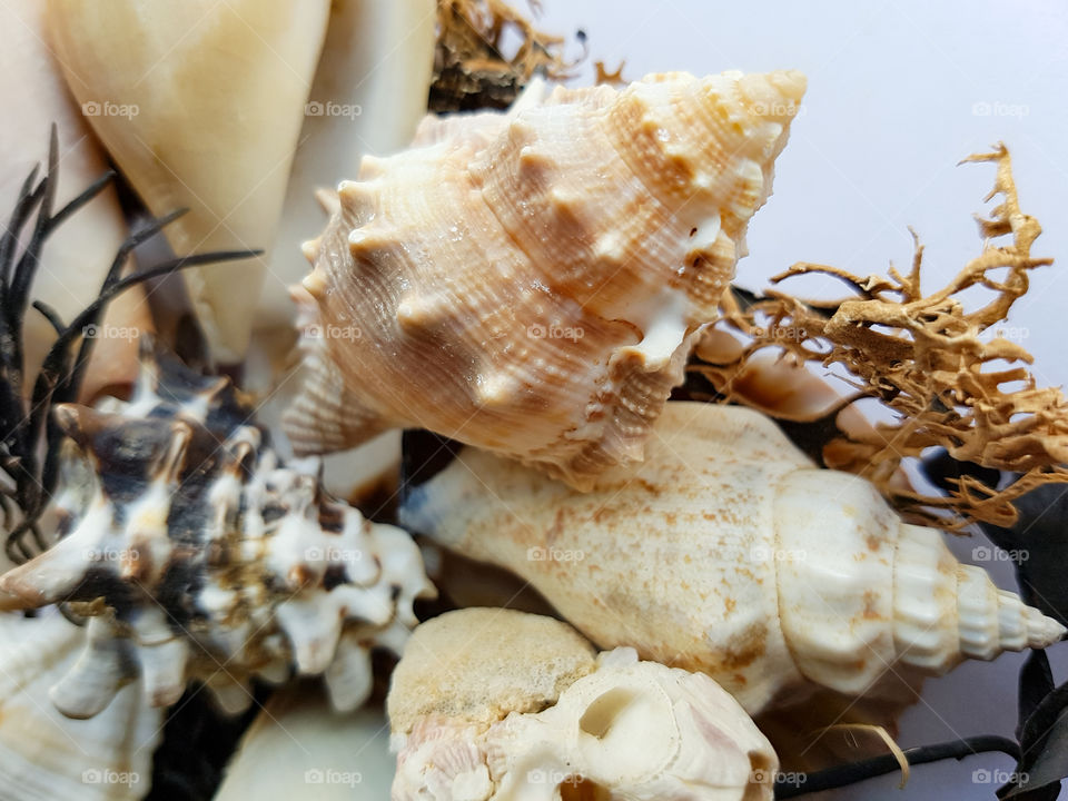 Conch shells on white background