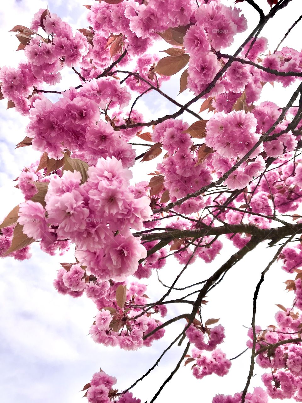 Trees around us Cherry blossom🌸