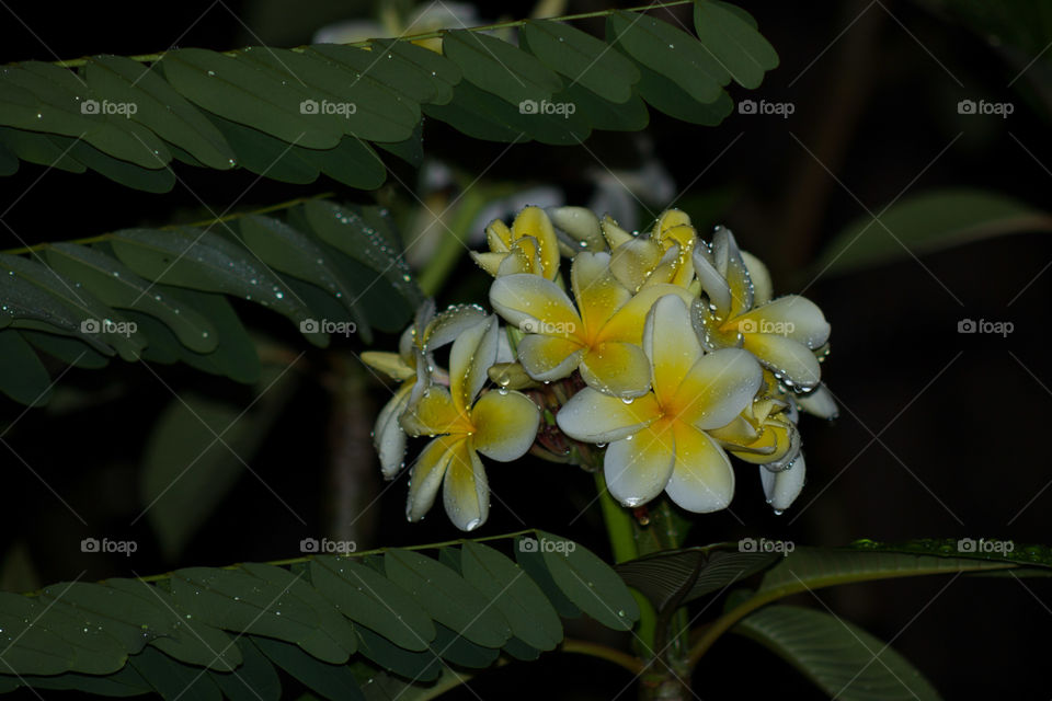 Yellow Frangipanis Shining on a rainy Night