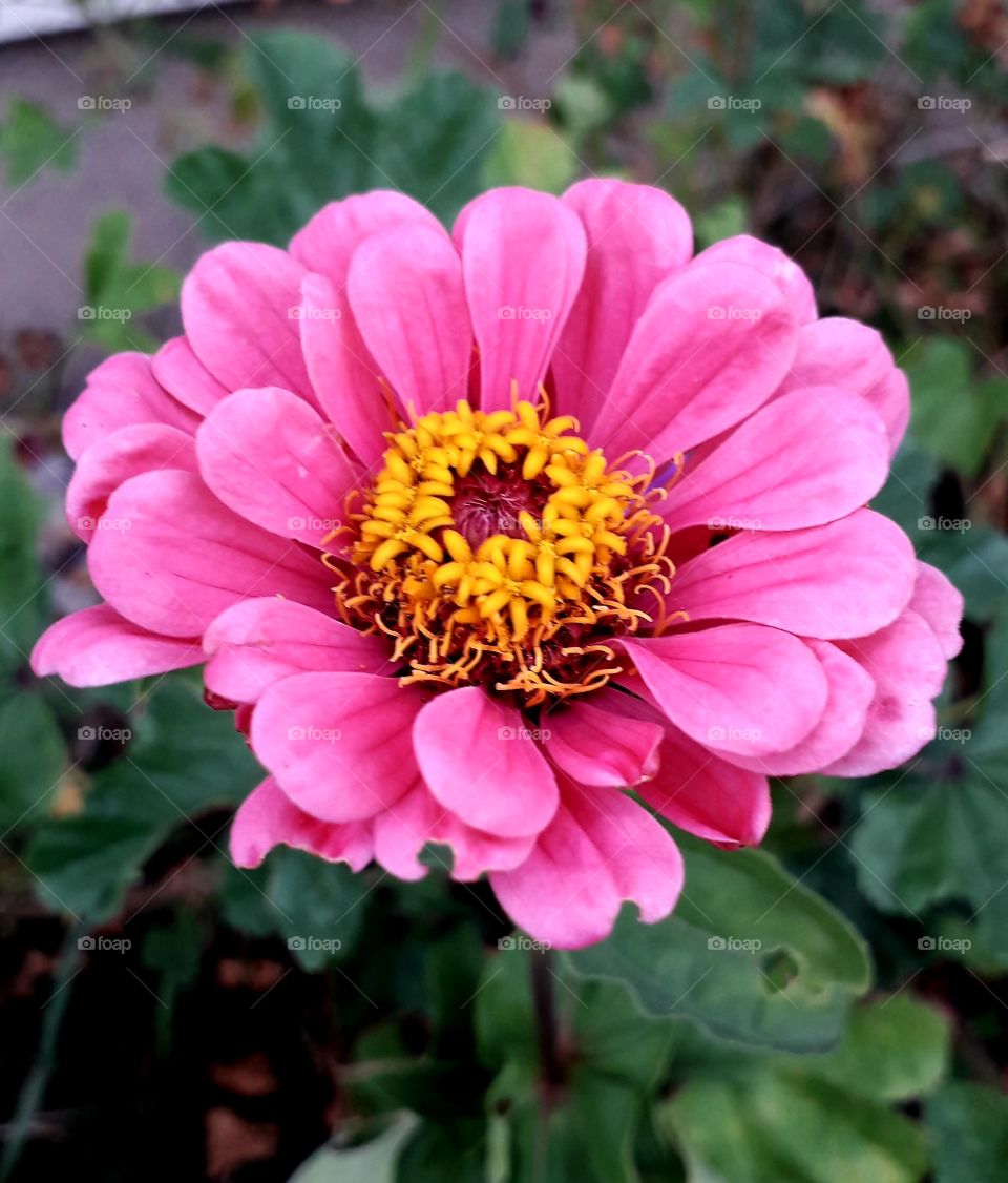 pink  zinnia in a flower  bed in autumn