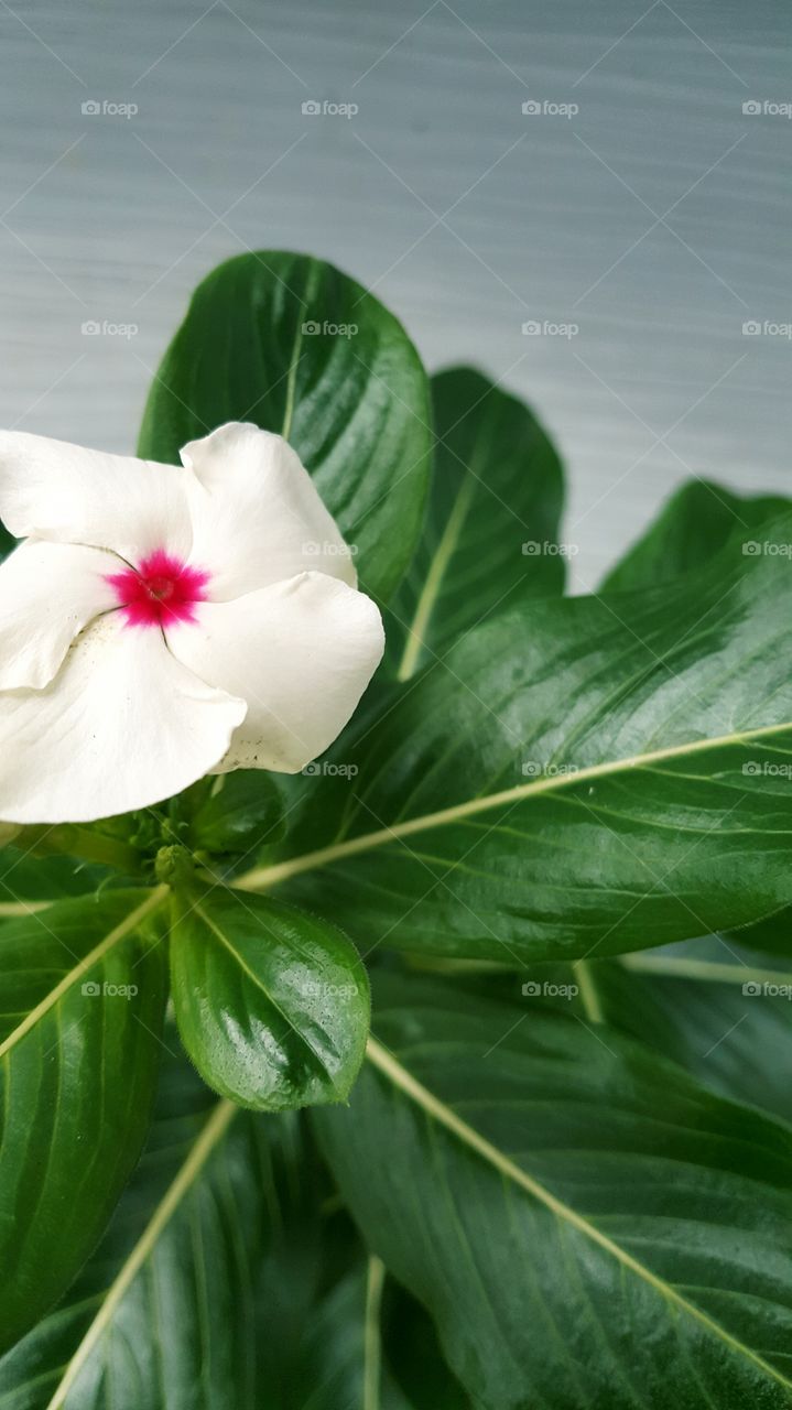 little white flower with a hearth that's bright pink, surrounded by dark bright green leaves.