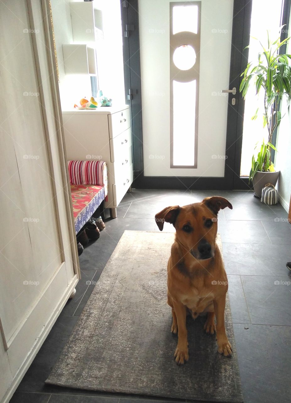 Wann gehen wir Gassi? 
when do we go outside?