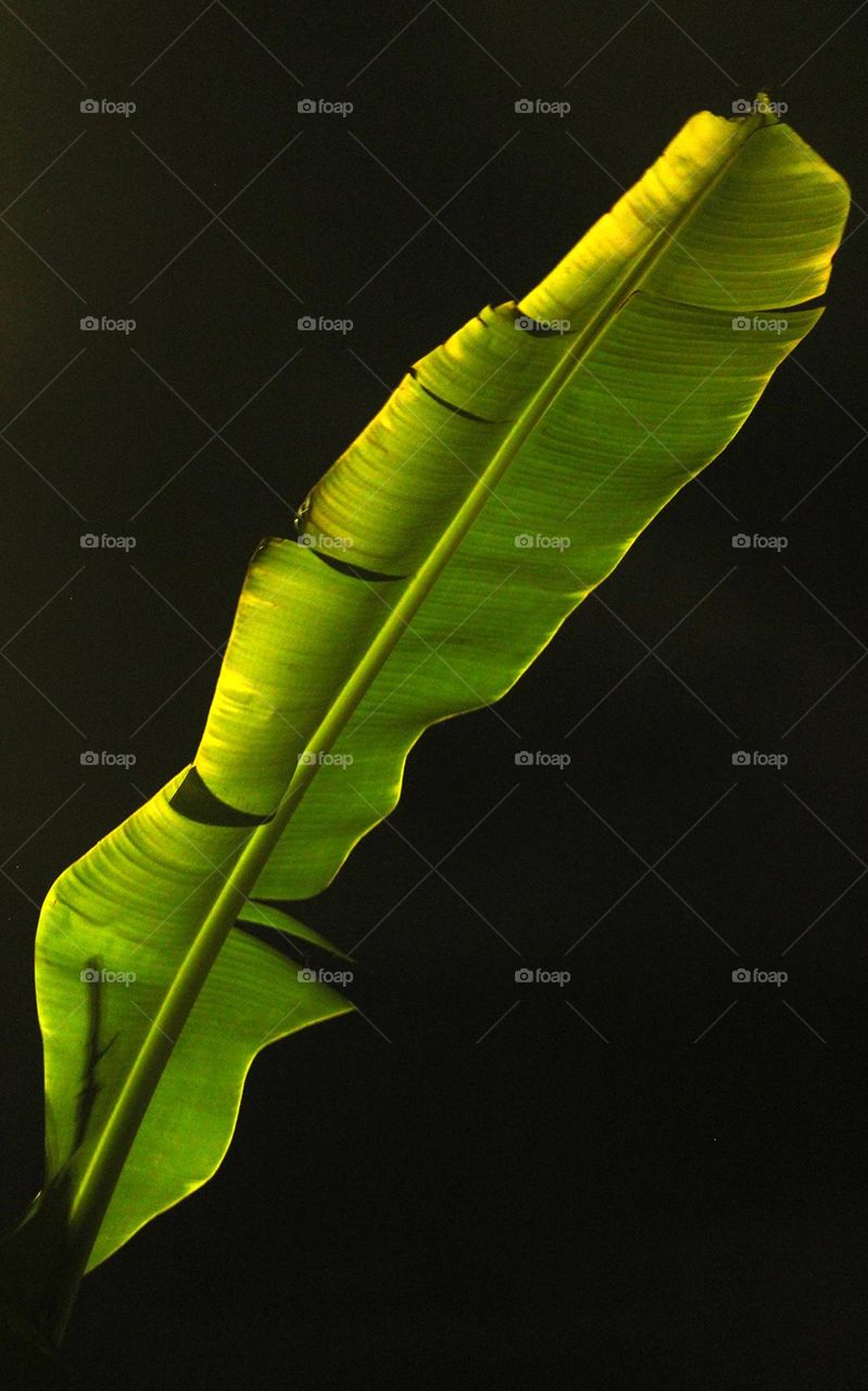 Banana leaf at night